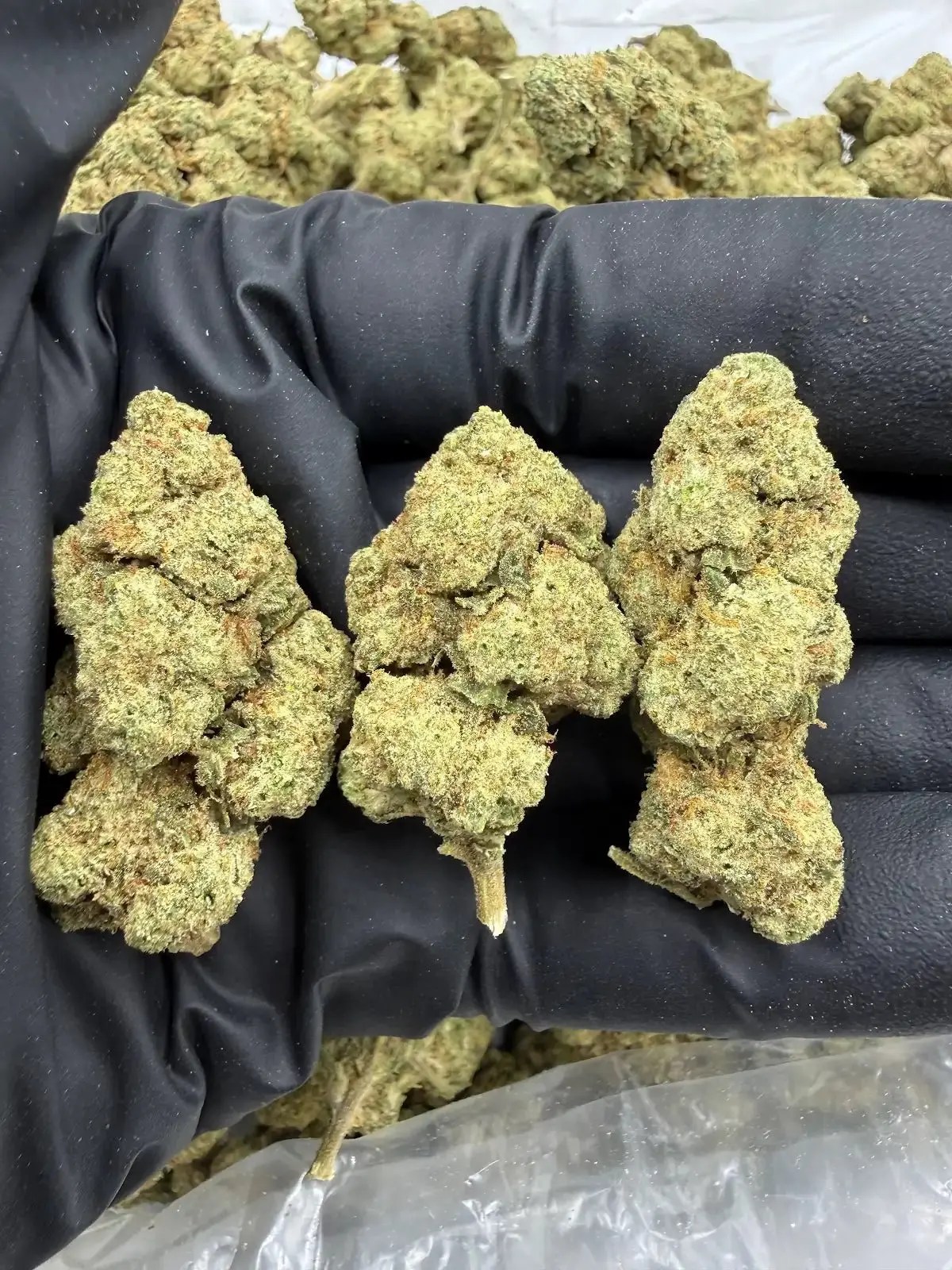 Golden Gas Exotic AAA Depz THCA Flower - 32.02%