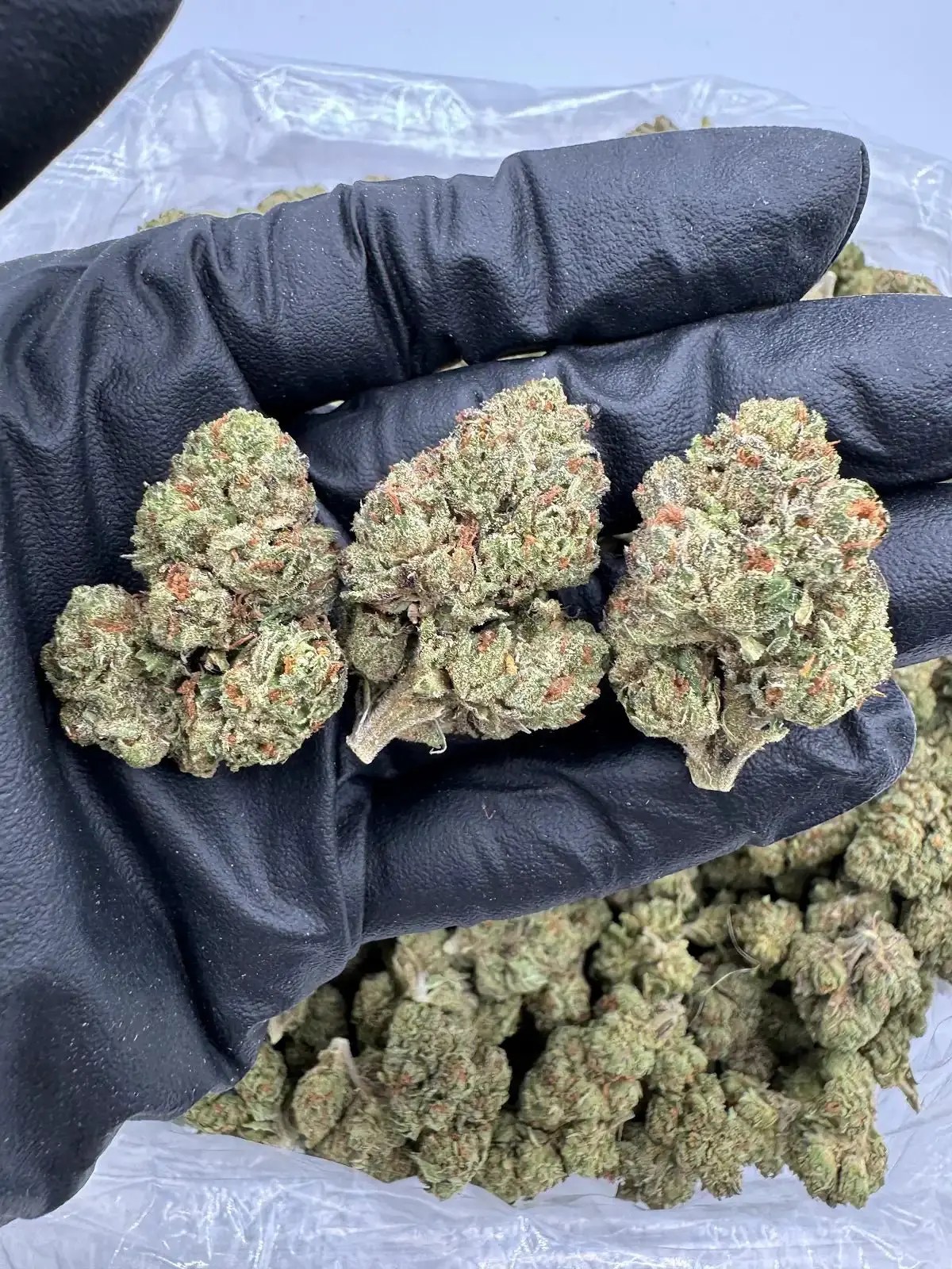 Candyland Exotic AAA Depz Plus THCA Flower - 31.38%