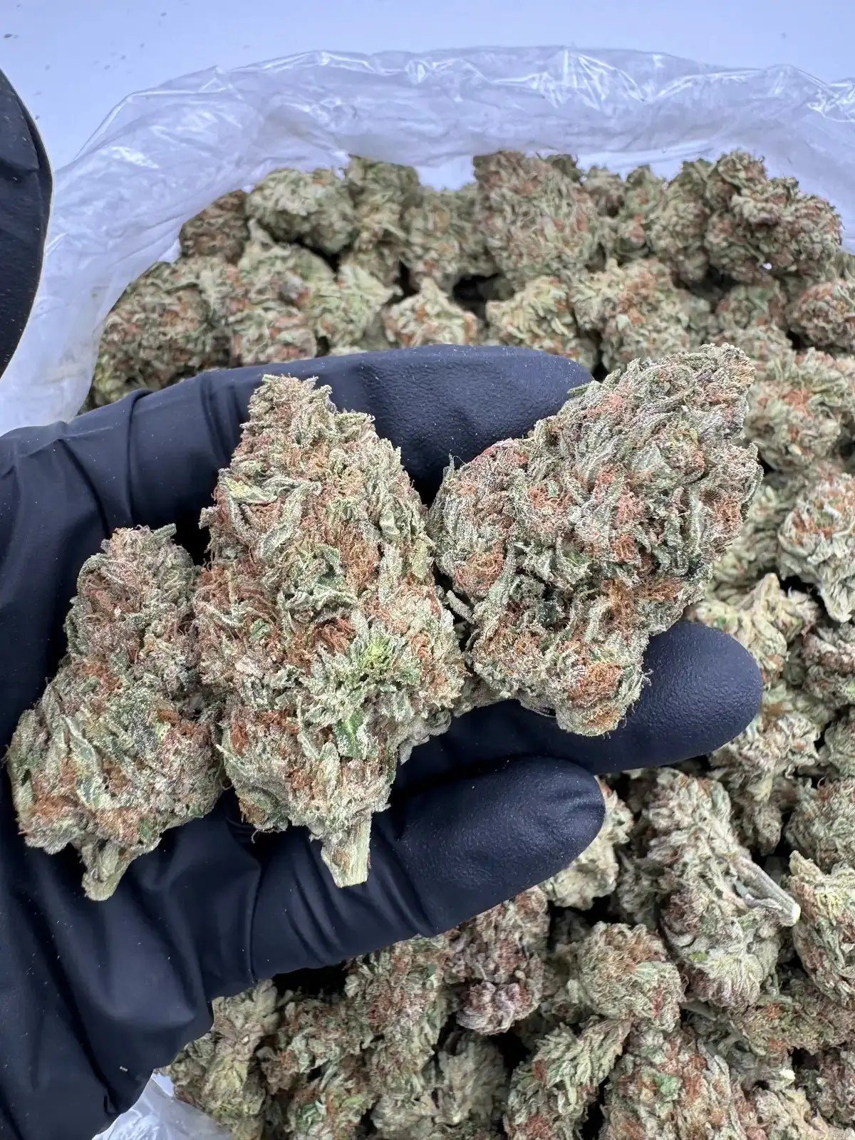 Papaya Exotic AAA Depz Plus THCA Flower - 31.96%